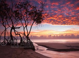 Image of dawn over mangroves and Coral Sea, Cairns, North Queensland, Australia